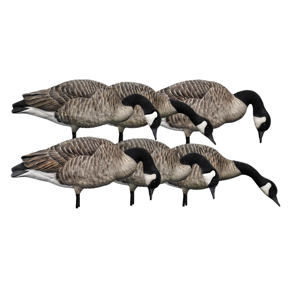 Avian-X AXP HONKERS FEEDER PACK / 6 DECOYS