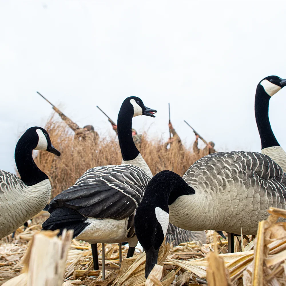 Avian-X AXP Honkers Fusion Goose Decoys (6 Pack) - Image 4