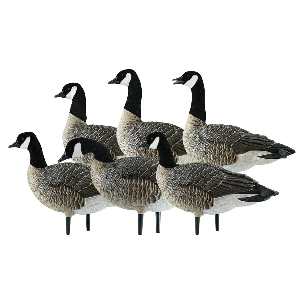 Avian-X AXP Active Lessers Goose Decoys (6 Pack)