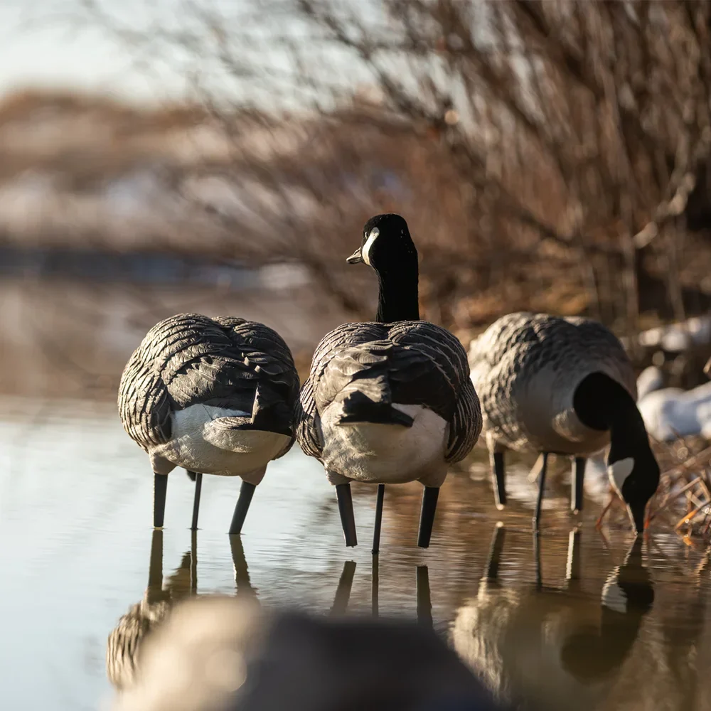 Avian-X AXP Active Lessers Goose Decoys (6 Pack) - Image 6
