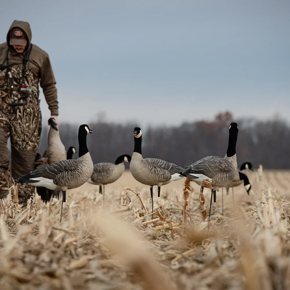 Avian-X AXP Active Lessers Goose Decoys (6 Pack) - Image 7
