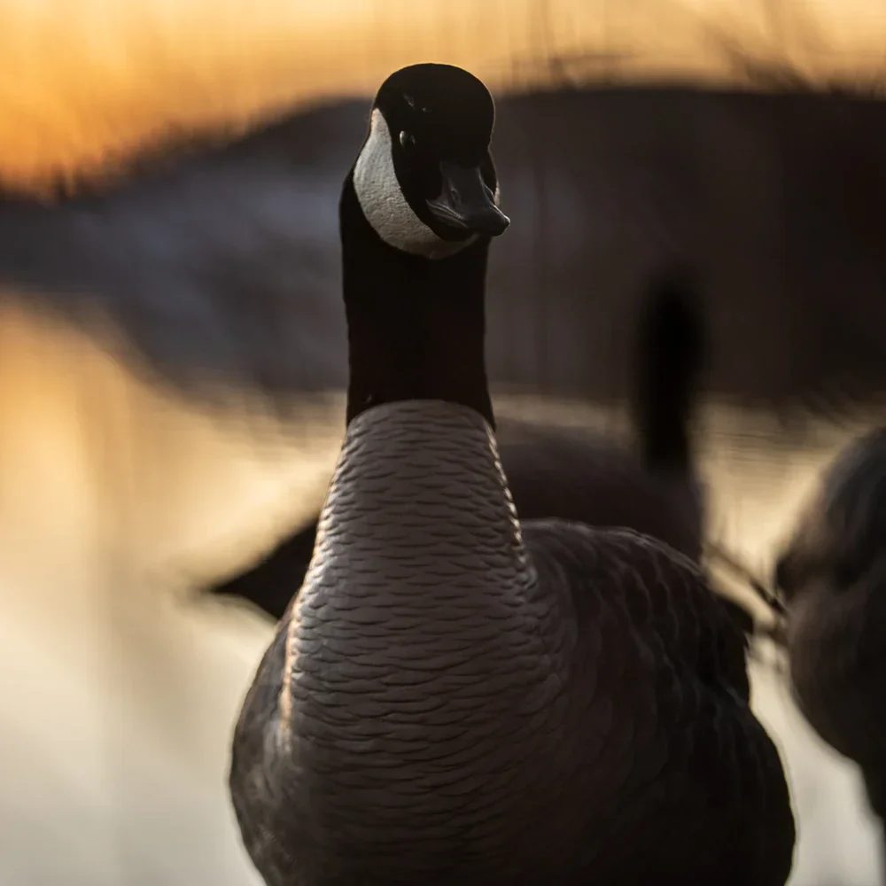Avian-X AXP Active Lessers Goose Decoys (6 Pack) - Image 8