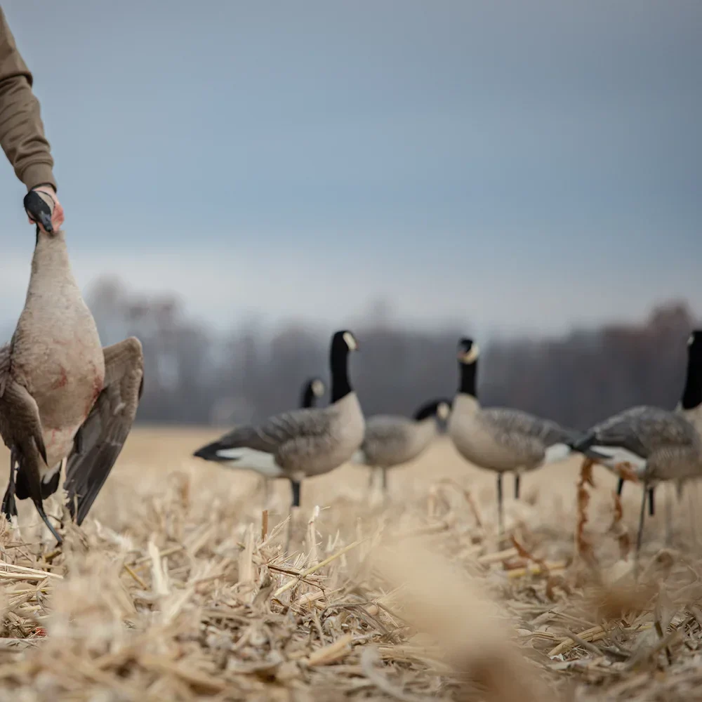 Avian-X AXP Lessers: Outfitter Pack / 12 Decoys / 12 Slot Bag Included - Image 12