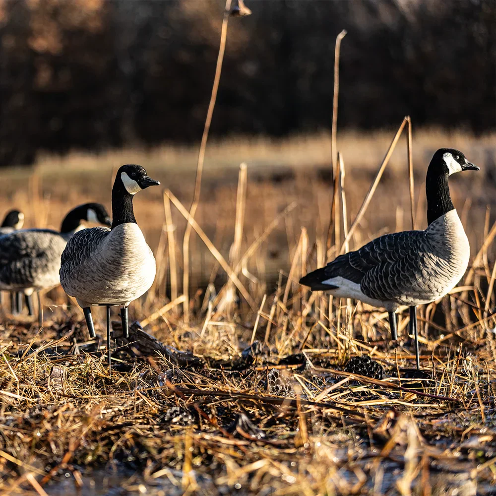 Avian-X AXP Lessers: Outfitter Pack / 12 Decoys / 12 Slot Bag Included - Image 3