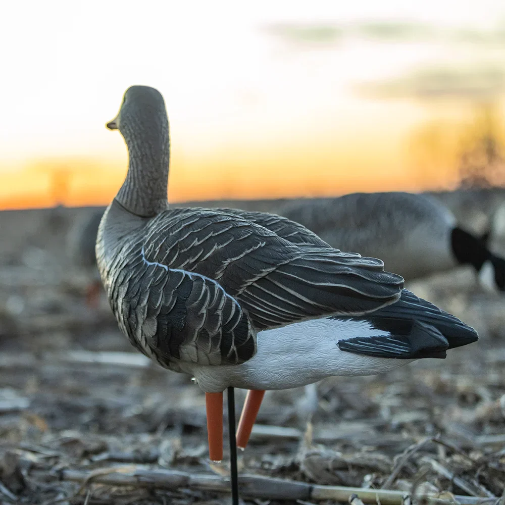 Avian-X AXP Specklebelly Fusion Goose Decoys (6 Pack) - Image 11