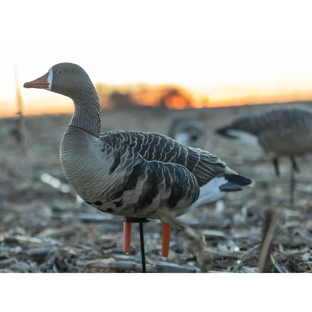 Avian-X AXP Specklebelly Fusion Goose Decoys (6 Pack) - Image 12