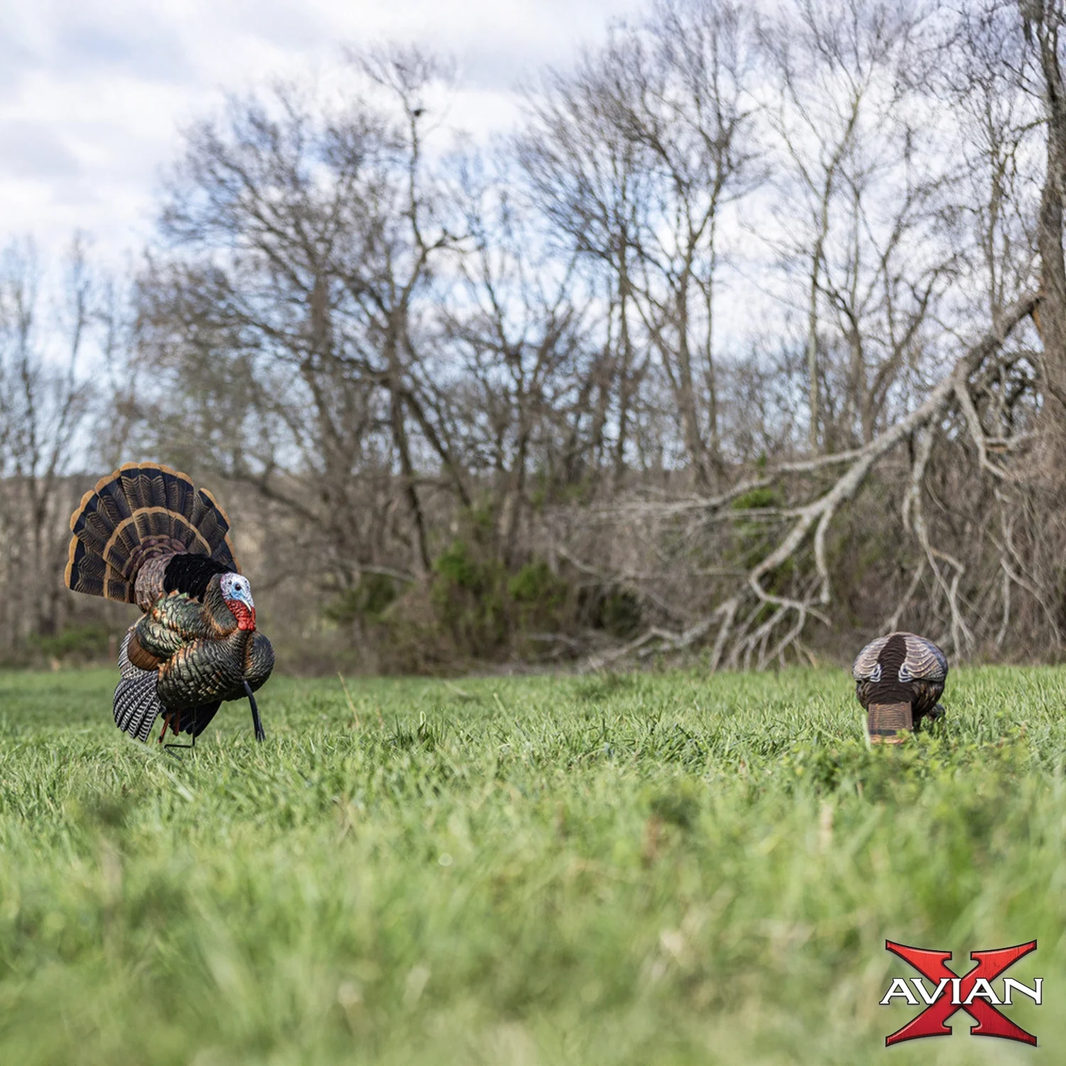Avian-X HDR Feeding Hen Turkey Decoy - Image 4