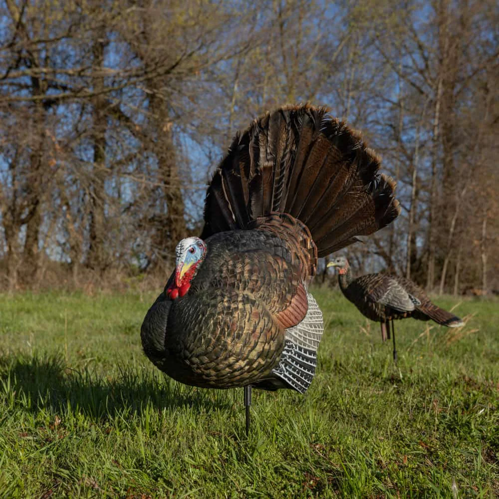 Avian-X LCD Strutter Turkey Decoy - Image 4