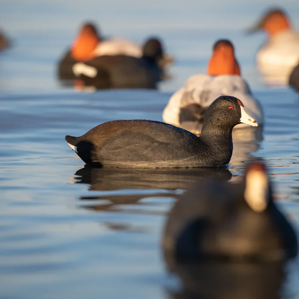 Avian-X Topflight Coot Floating Duck Decoys (6 Pack) - Image 4