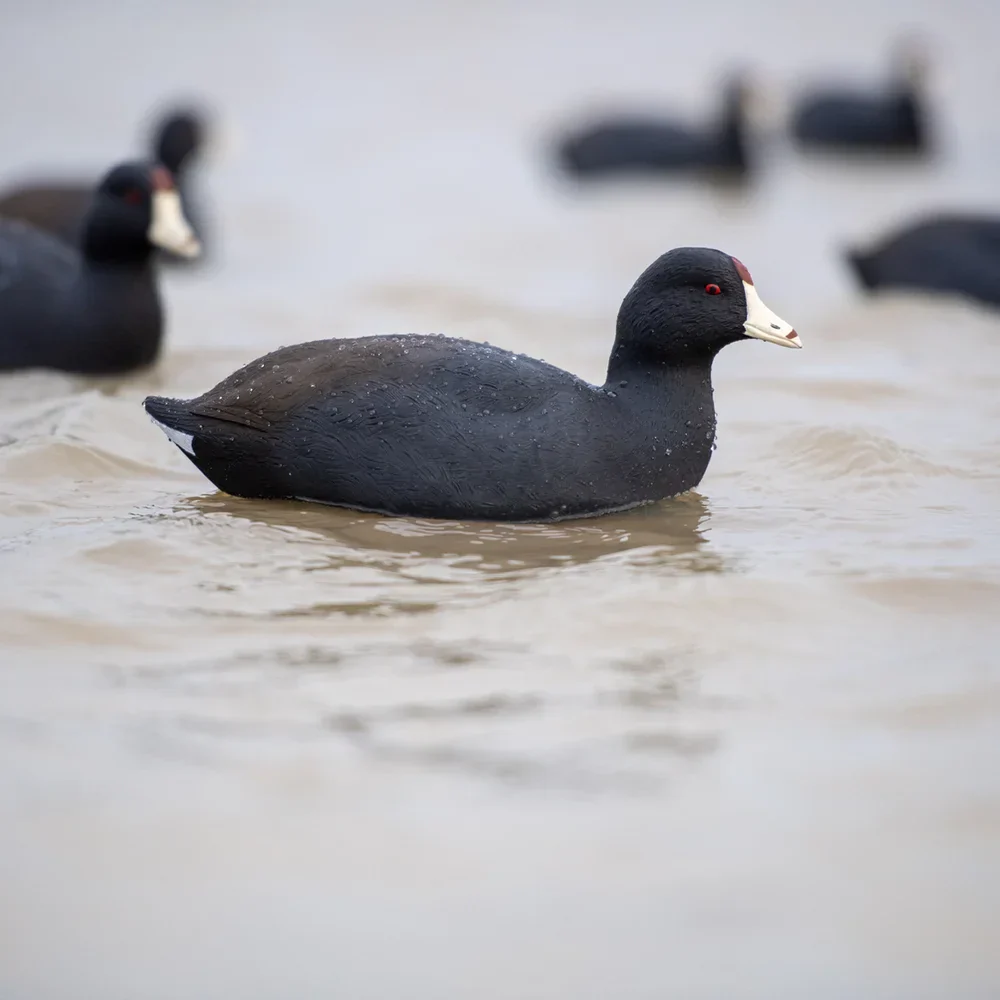 Avian-X Topflight Coot Floating Duck Decoys (6 Pack) - Image 6