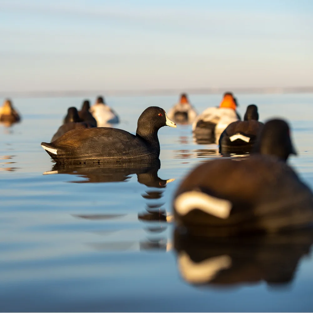 Avian-X Topflight Coot Floating Duck Decoys (6 Pack) - Image 7