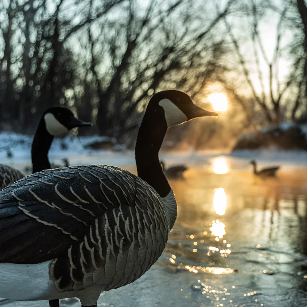 Avian-X Topflight Honkers Floating Goose Decoys (4 Pack) - Image 9