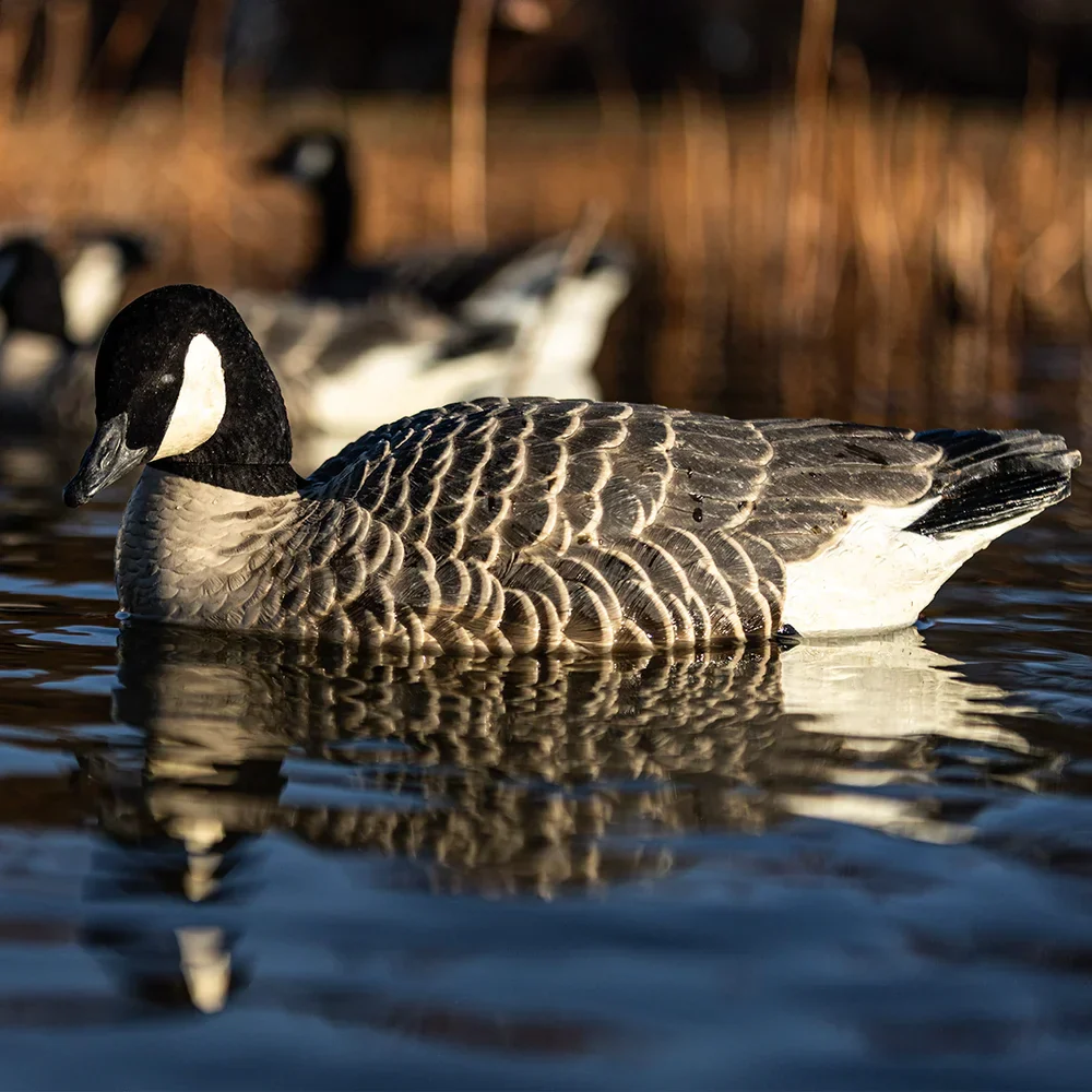 Avian-X Topflight Lesser Floating Goose Decoys (4 Pack) - Image 7