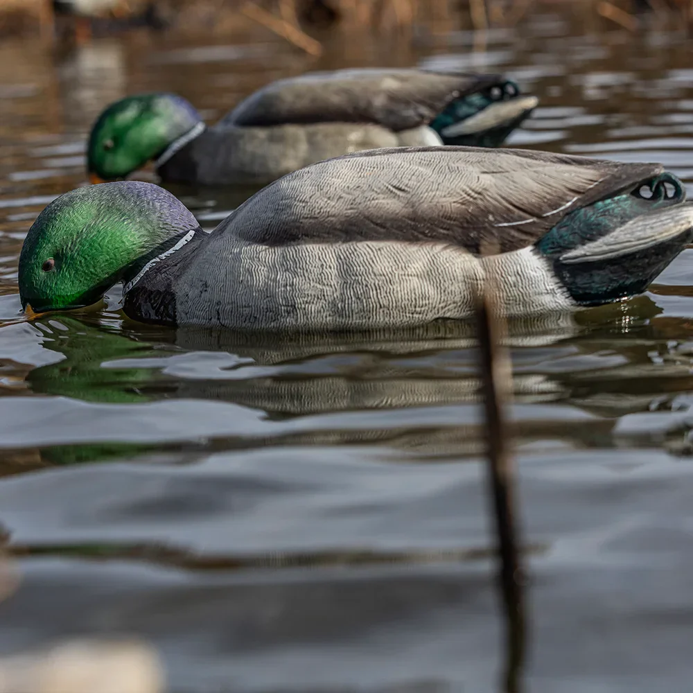 Avian-X Topflight Mallards Backwater Pack | 6 Floating Decoys - Image 4