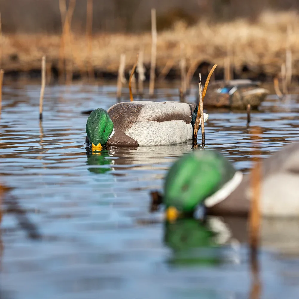 Avian-X Topflight Mallards Backwater Pack | 6 Floating Decoys - Image 6