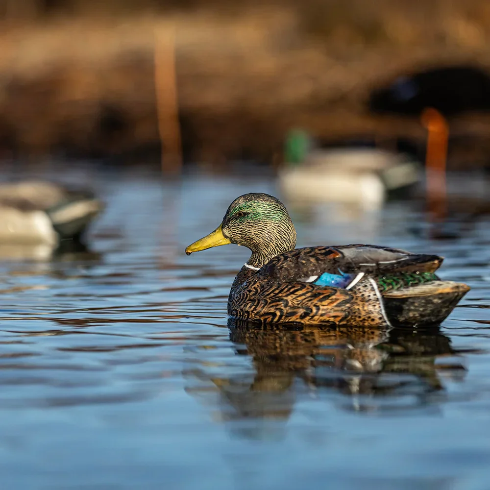Avian-X Topflight Mallards Early Season Pack 6 Floating Decoys - Image 10