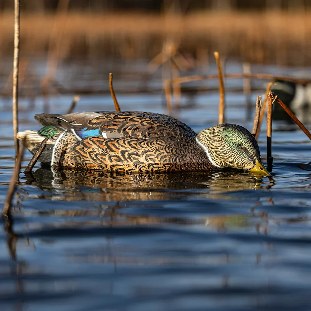 Avian-X Topflight Mallards Early Season Pack 6 Floating Decoys - Image 6