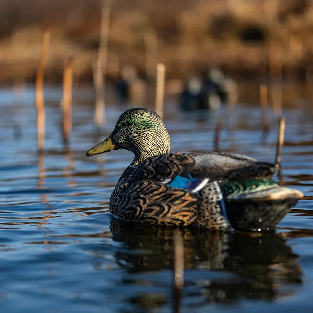 Avian-X Topflight Mallards Early Season Pack 6 Floating Decoys - Image 8