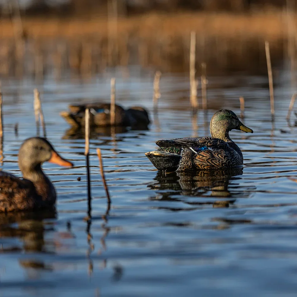 Avian-X Topflight Mallards Early Season Pack 6 Floating Decoys - Image 9