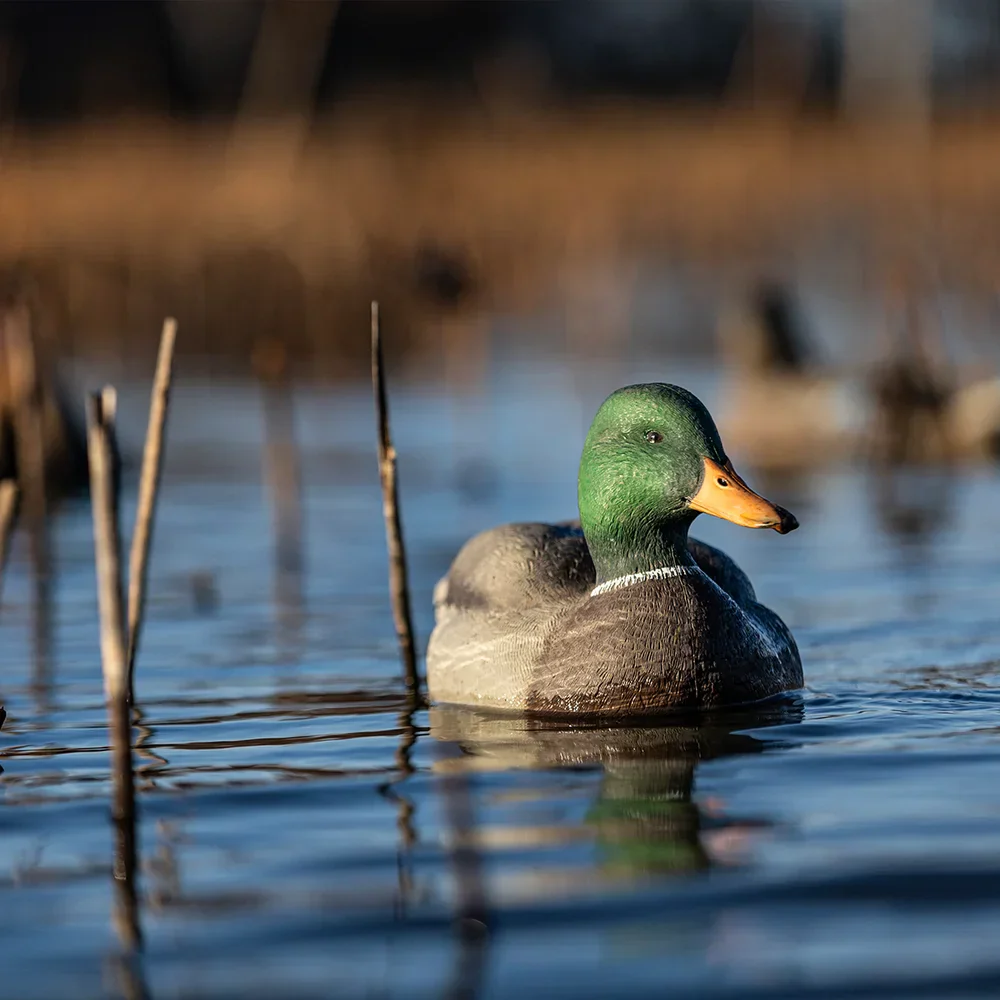 Avian-X Topflight Mallards Fusion Pack / 6 Floating Decoys - Image 12