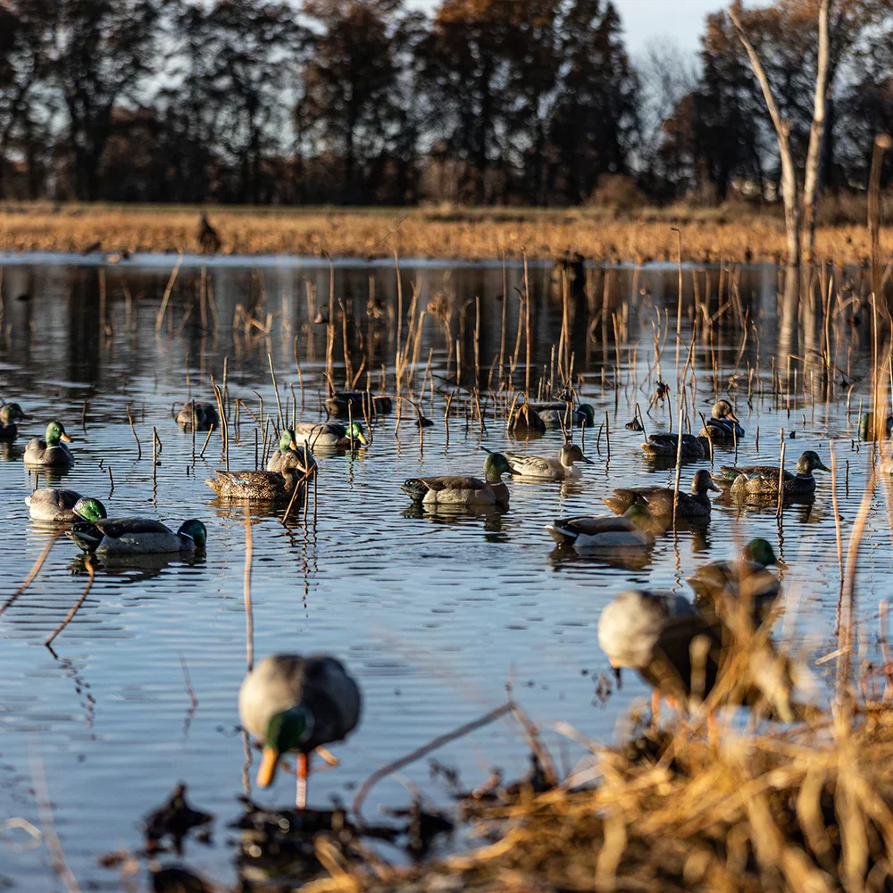 Avian-X Topflight Mallards Fusion Pack / 6 Floating Decoys - Image 3