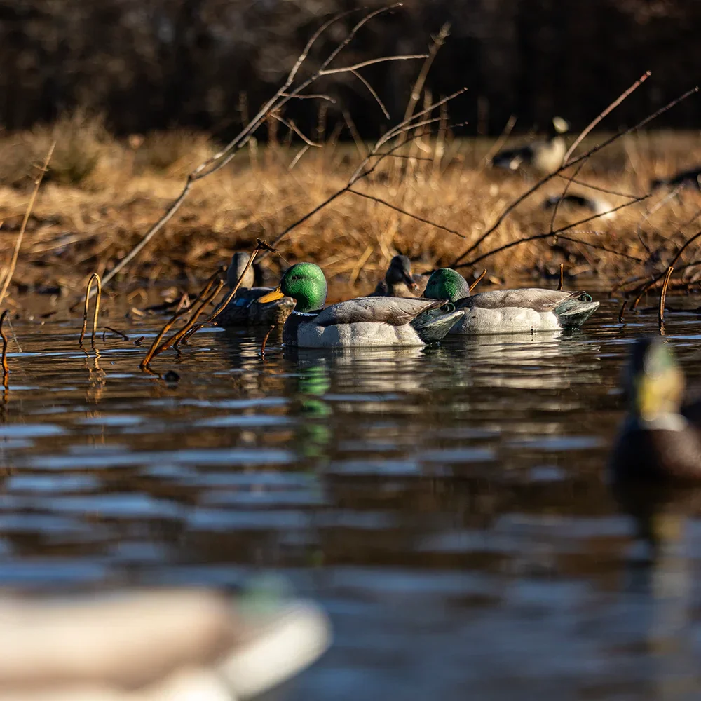 Avian-X Topflight Mallards Fusion Pack / 6 Floating Decoys - Image 5