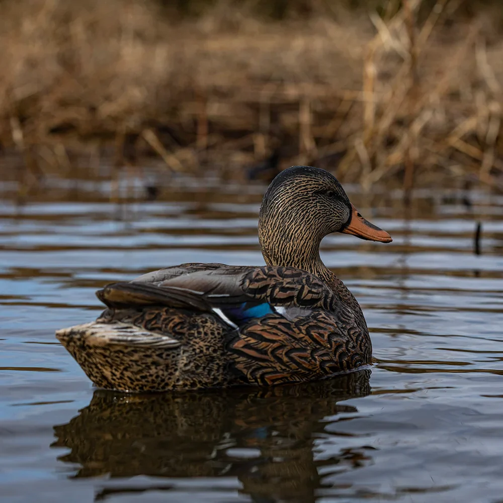 Avian-X Topflight Mallards Fusion Pack / 6 Floating Decoys - Image 6