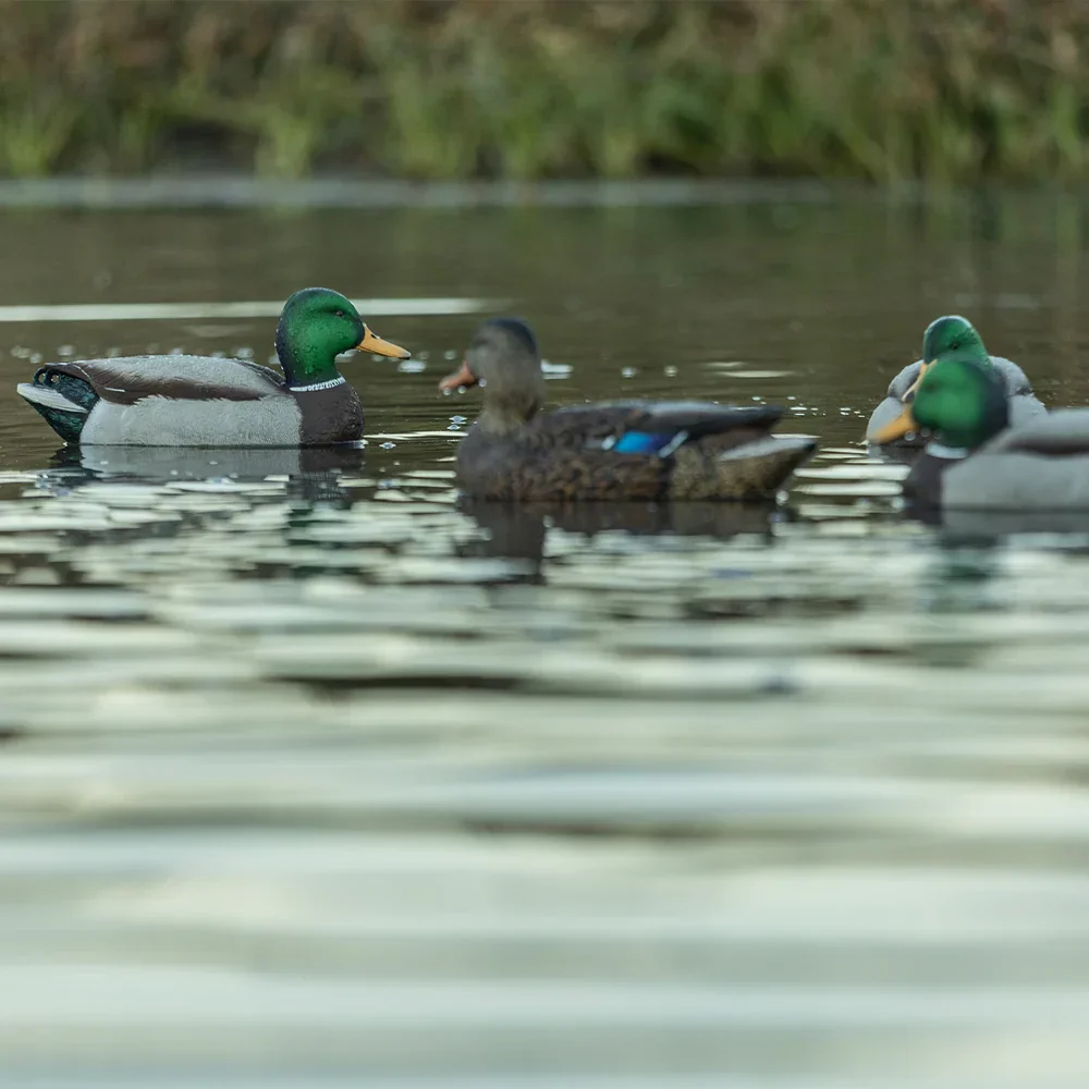 Avian-X Topflight Mallards Open Water Pack / 6 Floating Decoys - Image 9