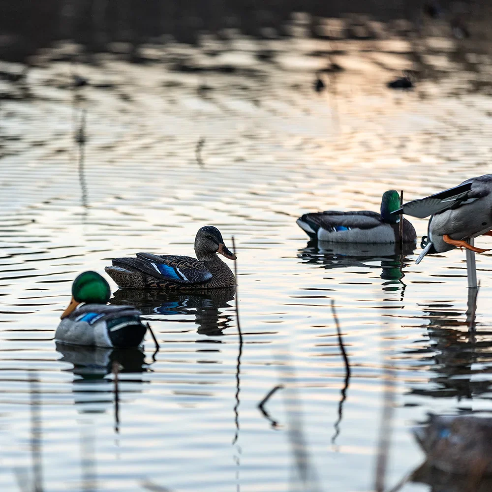 Avian-X Topflight Mallards Rester/Preener Pack (6 Floating Decoys) - Image 11