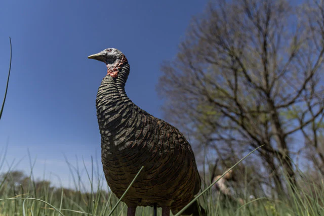 Avian-X LCD Quarter-Strut Jake Turkey Decoy - Image 5