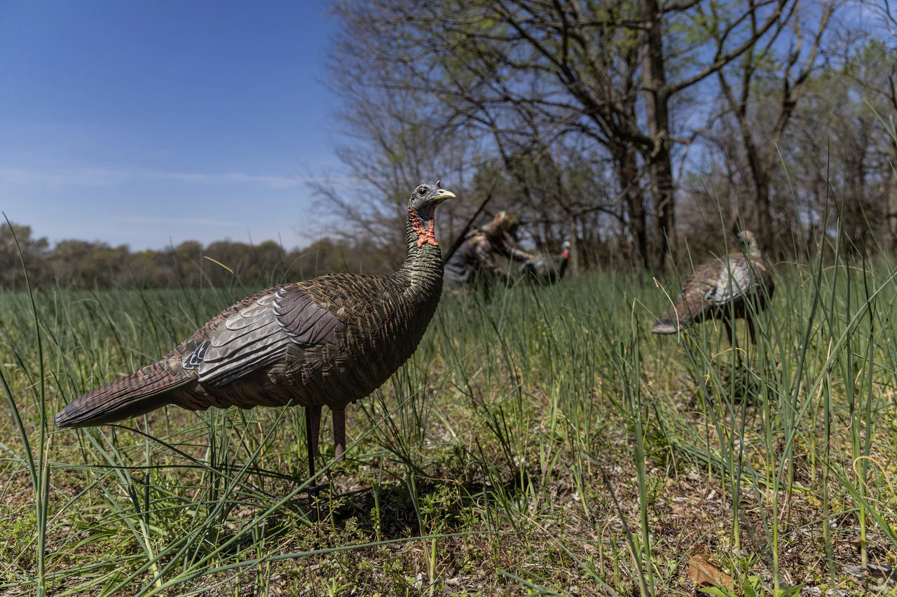 Avian-X LCD Quarter-Strut Jake Turkey Decoy - Image 6