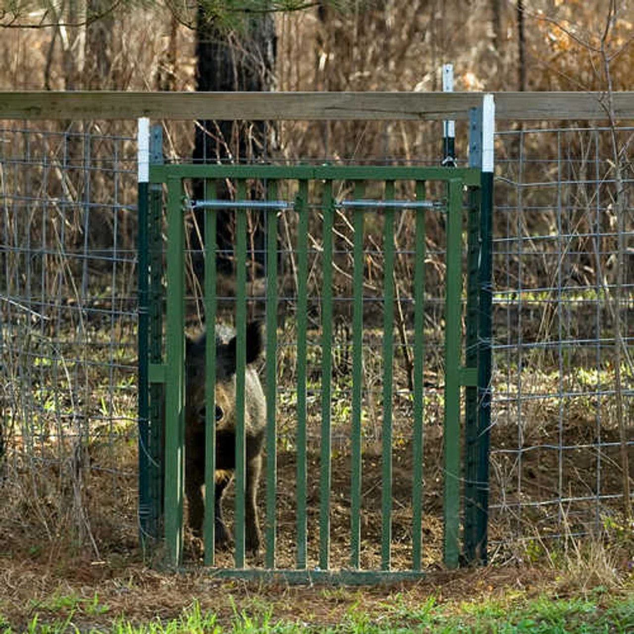 THE HOG SLAMMER - Saloon Style Hog Trap Doors by Sportsman's Condo - Image 3